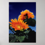 Sunflowers posters