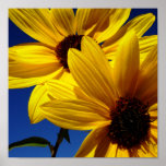 Sunflowers Poster posters