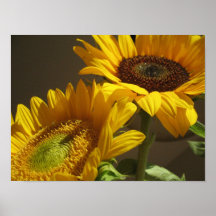 Sunflowers Poster