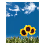 Sunflowers Print Photo Art