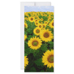 Sunflowers rack cards