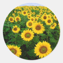 Sunflowers Round Stickers
