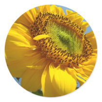 SUNFLOWERS STICKERS STICKER SHEETS Gifts