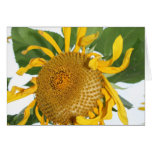 sunflowers sun flower picture photos cards
