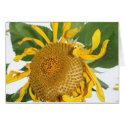 sunflowers sun flower picture photos cards