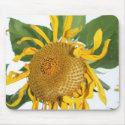 sunflowers sun flower picture photos mousepads