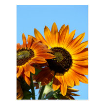 SUNFLOWERS SUN FLOWERS POST CARDS POST CARD