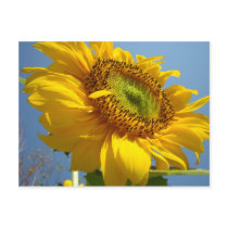 SUNFLOWERS SUN FLOWERS POST CARDS POST CARD
