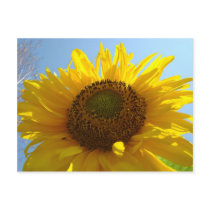 SUNFLOWERS SUN FLOWERS POST CARDS POST CARD