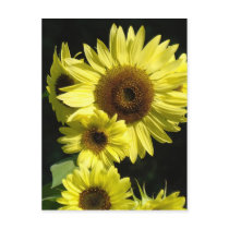 SUNFLOWERS SUN FLOWERS POST CARDS POST CARD