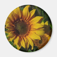 Sunflowers Yellow Fridge Magnet