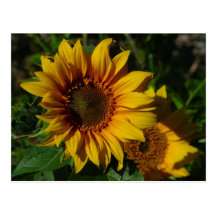 Sunflowers Yellow Post Cards