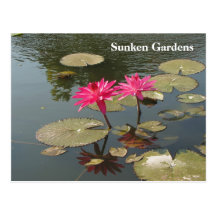 Sunken Gardens Pink Water lilies #81N 081 Postcard