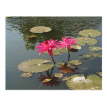 Sunken Gardens Pink Water lilies #8  08 Postcards