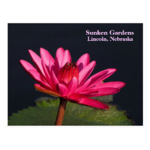 Sunken Gardens pink water lily #900N  0900 Postcard