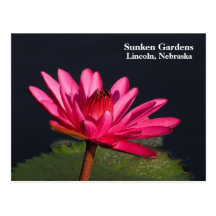 Sunken Gardens pink water lily #98N  098 Post Cards