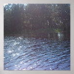 Sunlight in the Everglades posters