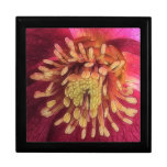Sunlight In The Hellebore Garden Gift Boxes