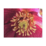 Sunlight In The Hellebore Garden postcards