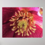 Sunlight In The Hellebore Garden posters