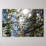 Sunlight Posters