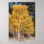 Sunlight through Aspens, Golder Aspens at Mt Ch... Print