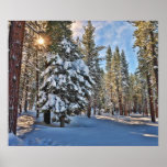 Sunlight through forest print