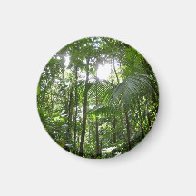 Sunlight Through Rain Forest Canopy Magnet
