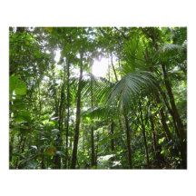 Sunlight Through Rain Forest Canopy Photo Print