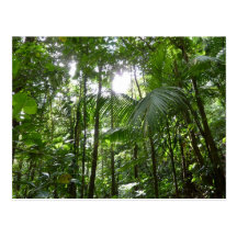 Sunlight Through Rain Forest Canopy Postcard