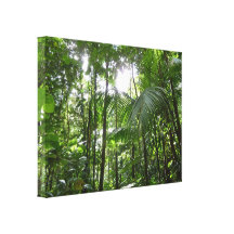 Sunlight Through Rainforest Canopy Canvas Print