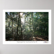 Sunlight Through the Pines Posters