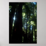 Sunlight through the Redwoods Posters