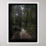 Sunlight Through the Woods posters