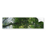 Sunlight Through Trees Bumper Sticker