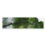 Sunlight Through Trees Bumper Sticker