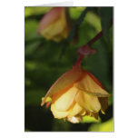 Sunlights Warm Glow Cards