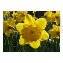 Sunlit Daffodil Cards