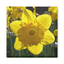 Sunlit Daffodil Fridge Magnet