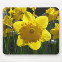Sunlit Daffodil mousepads