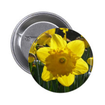 Sunlit Daffodil Pinback Button
