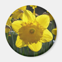 Sunlit Daffodil Refrigerator Magnet
