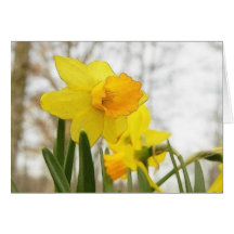 Sunlit Daffodils Cards