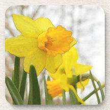Sunlit Daffodils Beverage Coaster