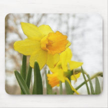Sunlit Daffodils Mousepad