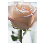 Sunlit Rose Note Card