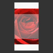 Sunlit Rose photo cards