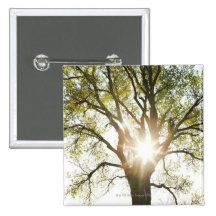 Sunlit Tree Buttons