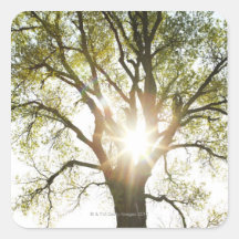 Sunlit Tree Stickers