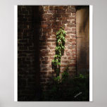 Sunlit Vine Print